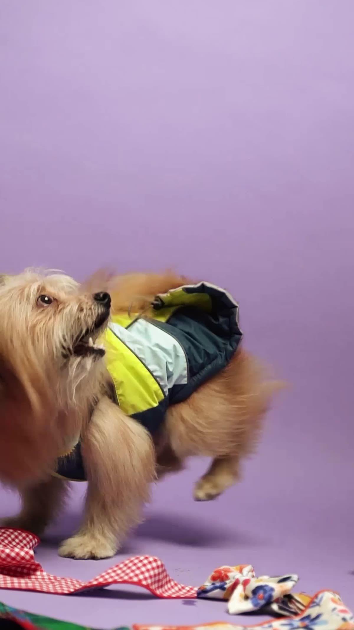 Pets Way social content